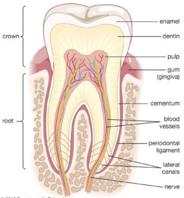 Pse Kontrollet e Rregullta Dentare Janë Thelbësore për Shëndetin Tuaj
